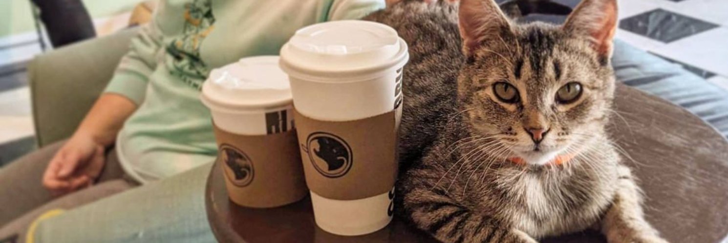 TheCafeMeow's profile banner image