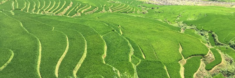 David Ochmann banner