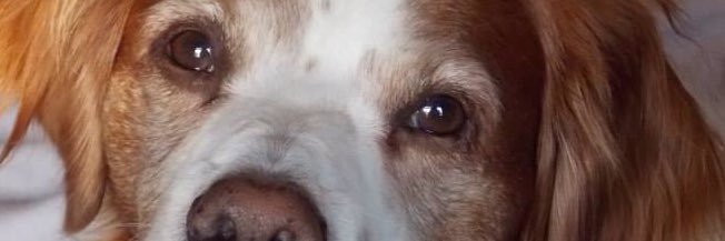 jilldyer62's profile banner image