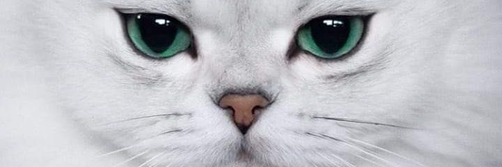 MarkCabili's profile banner image