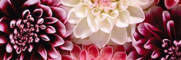 chaar_donnay's profile banner image