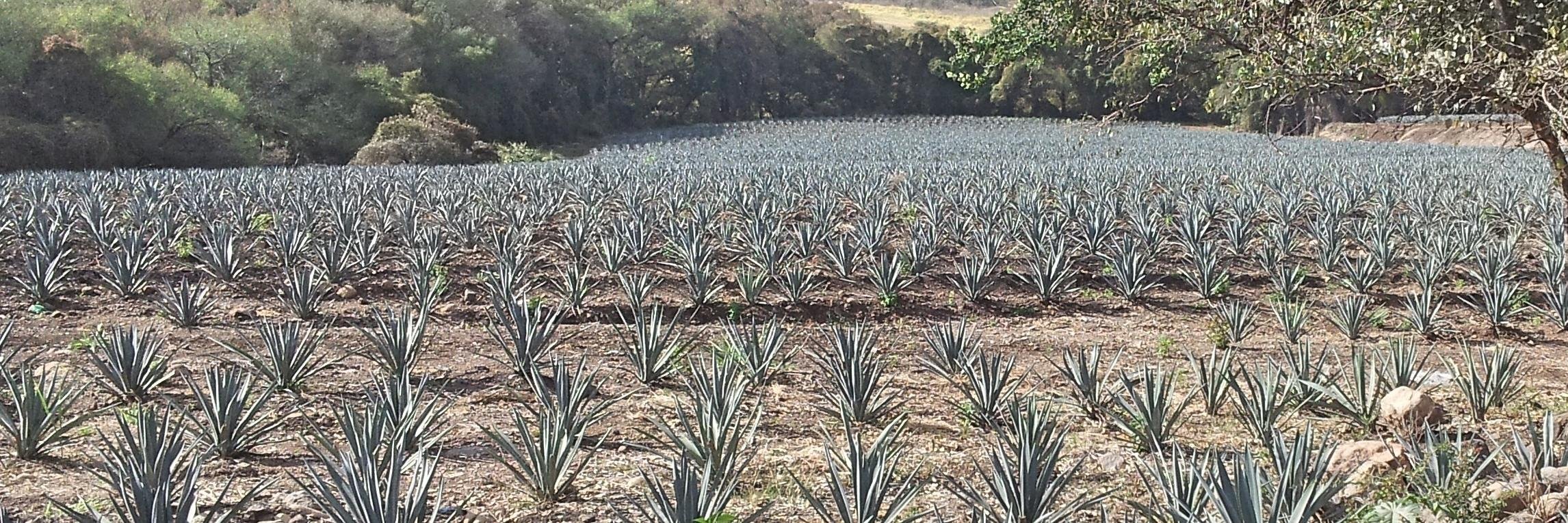 LapisTequila's profile banner image
