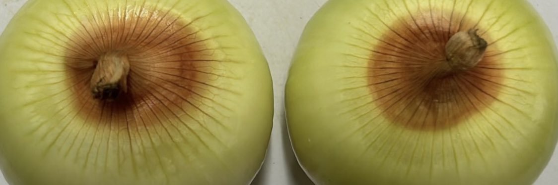 ササリッキーＺ！ banner