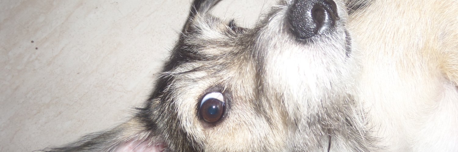 predinhosr's profile banner image