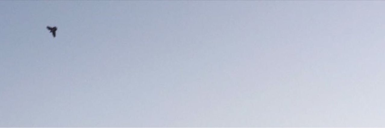 Demamo_'s profile banner image