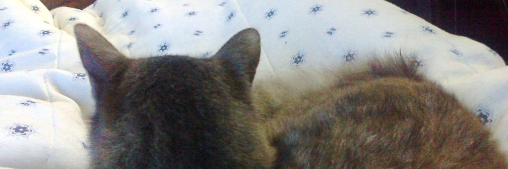 Sem_137's profile banner image