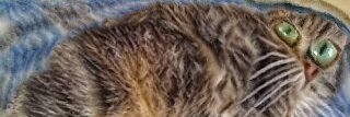 SPIKE🐈 banner