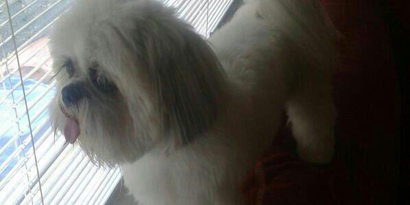 Sir Benji 🏴󠁧󠁢󠁳󠁣󠁴󠁿 banner