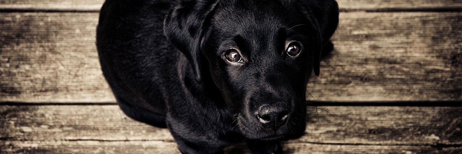 CutePetsCHA's profile banner image