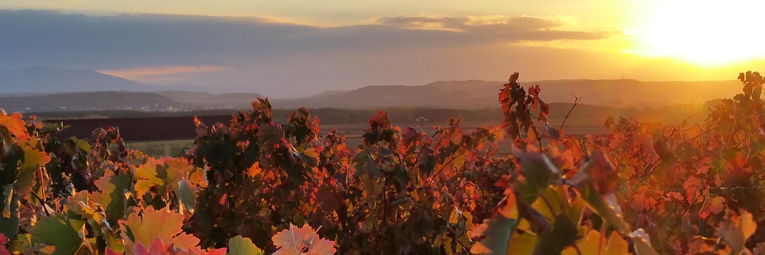 SecretVineyards's profile banner image