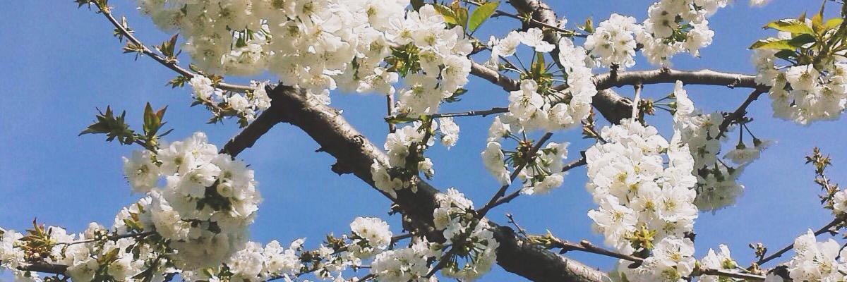lidiacase's profile banner image
