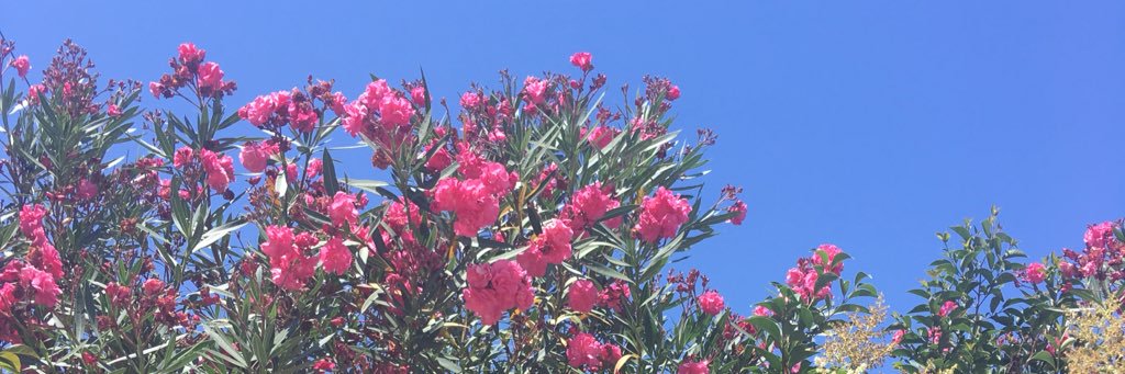 estherMlyon's profile banner image