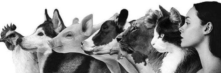 vegzek's profile banner image