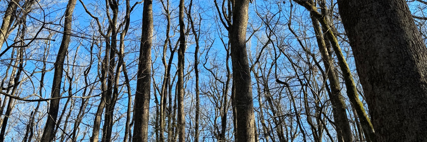 rileyleff 🌲 banner