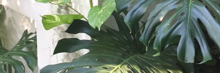 sofiguggen's profile banner image