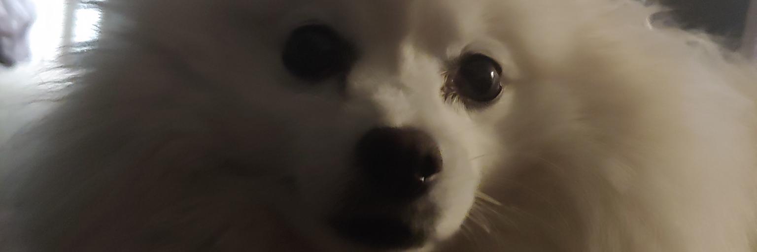 DireHalflings's profile banner image
