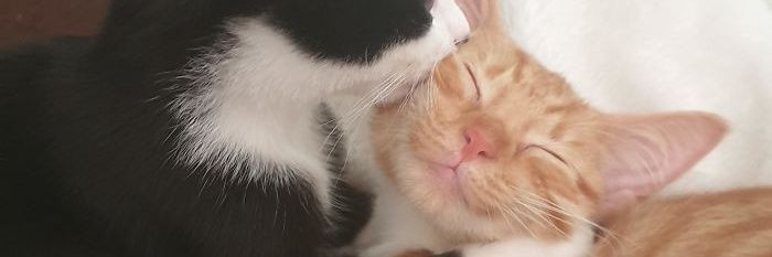 Bylli14's profile banner image