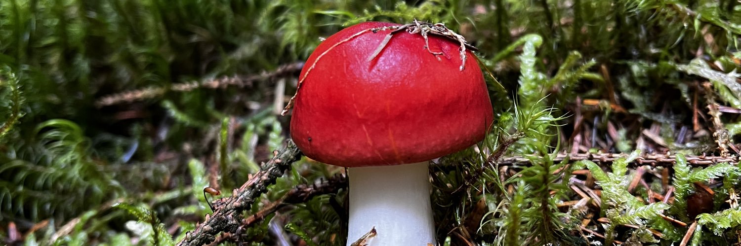 Alix Fox 🦊 banner