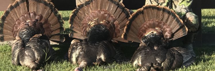 BCAPE_25's profile banner image