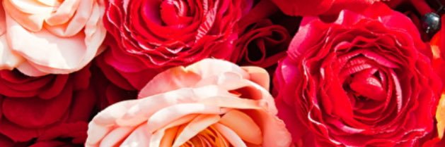 ccherrub's profile banner image