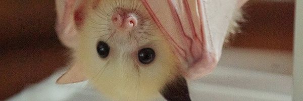 ToxicRoma's profile banner image