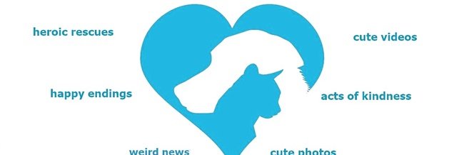 Elisa4animals's profile banner image