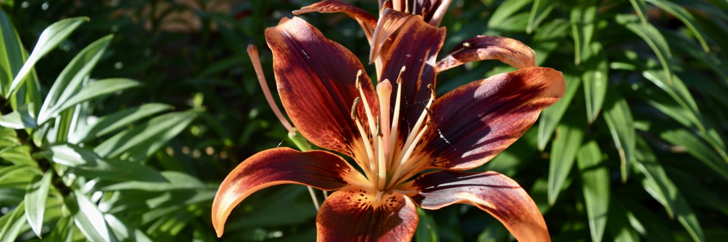 Alexander Quon banner