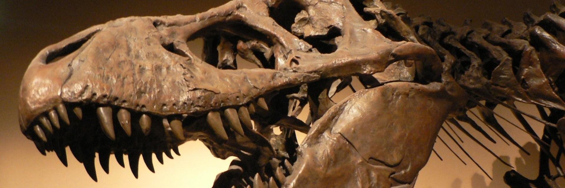 TrexTrembles's profile banner image