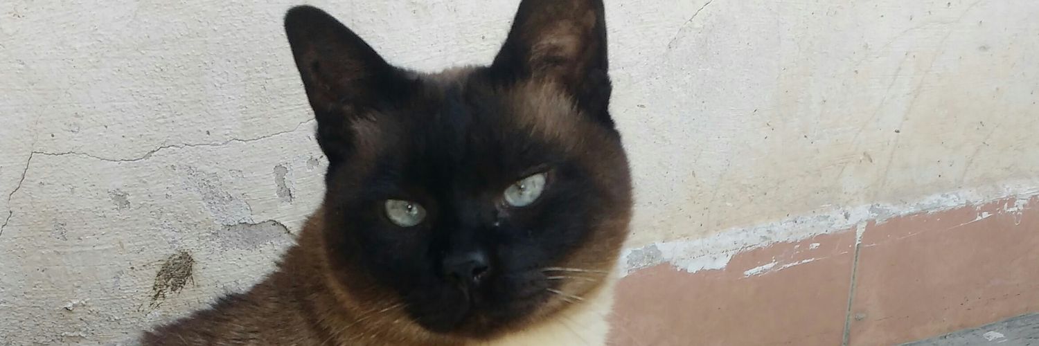MariaSolVidal's profile banner image