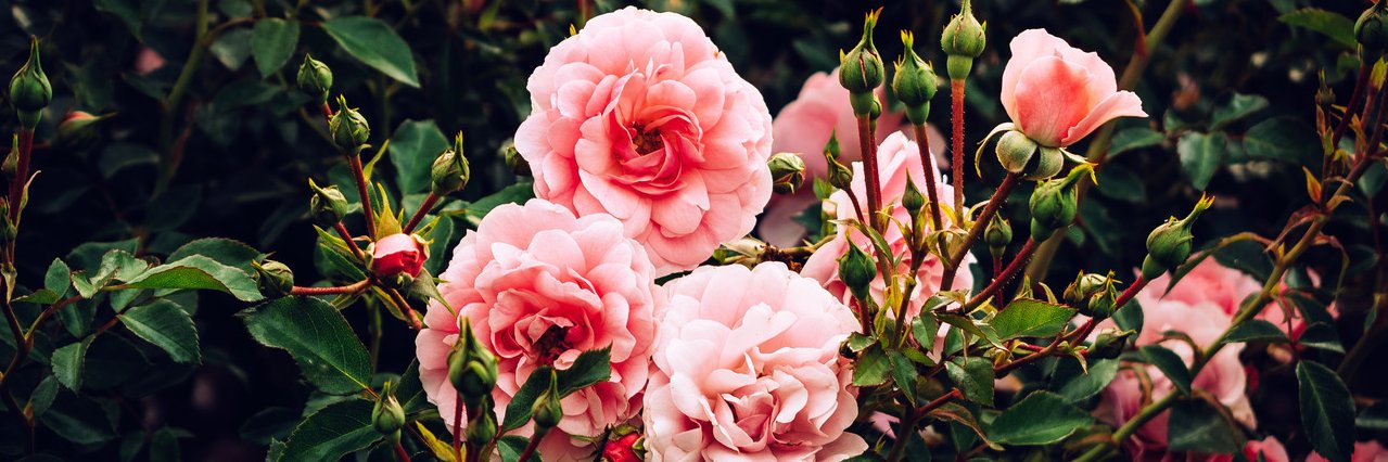 MeLikeit70s☂☂☂ banner