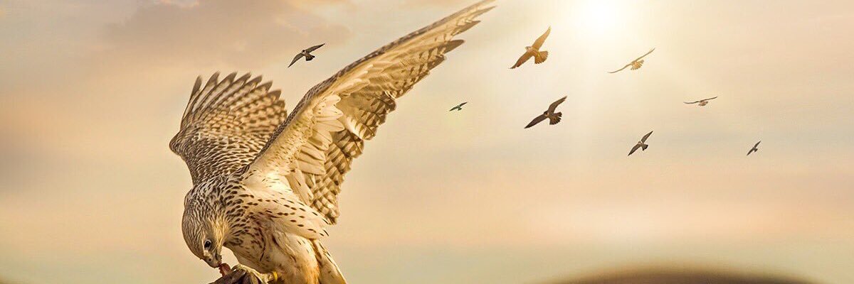 SagerAref's profile banner image