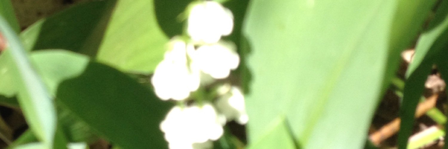 Madapasta's profile banner image