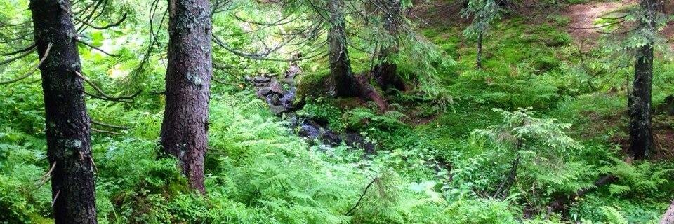 ⛵️kalipsa69 banner