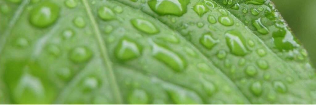 rosecasro's profile banner image