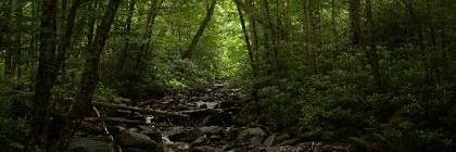 Evilbigfoot banner