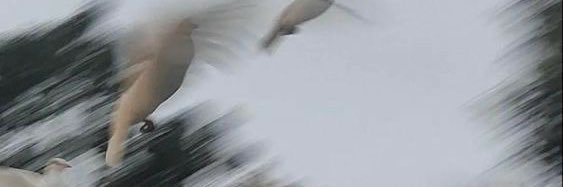 svthgecko's profile banner image