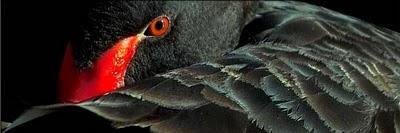 prberjillos's profile banner image