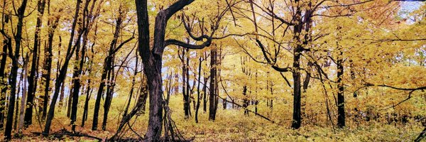 jaalstead Profile Banner