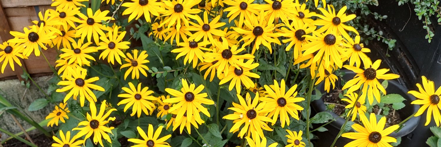 MicheleE2014's profile banner image