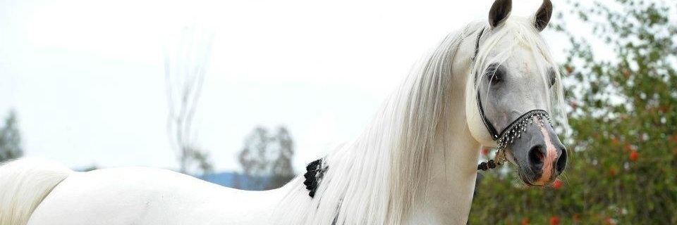 Hafida Bhd🌼 حفيظة🎯 banner