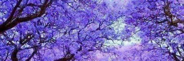 S02005283's profile banner image