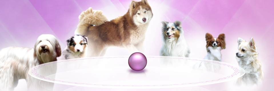 Tunkashila_'s profile banner image