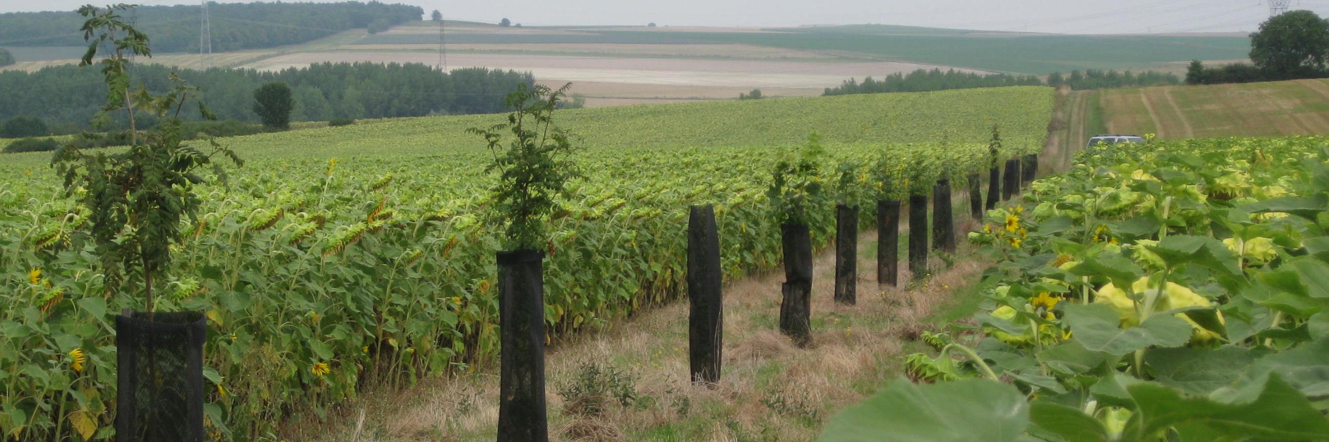 maxencedelardus's profile banner image