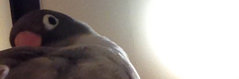 umi_botaninko's profile banner image