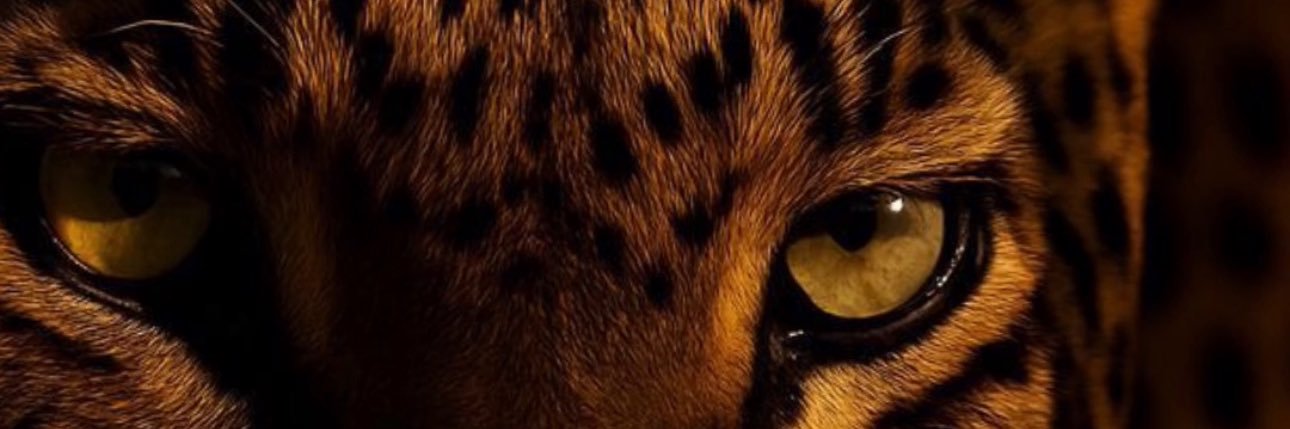 imudbloodd's profile banner image