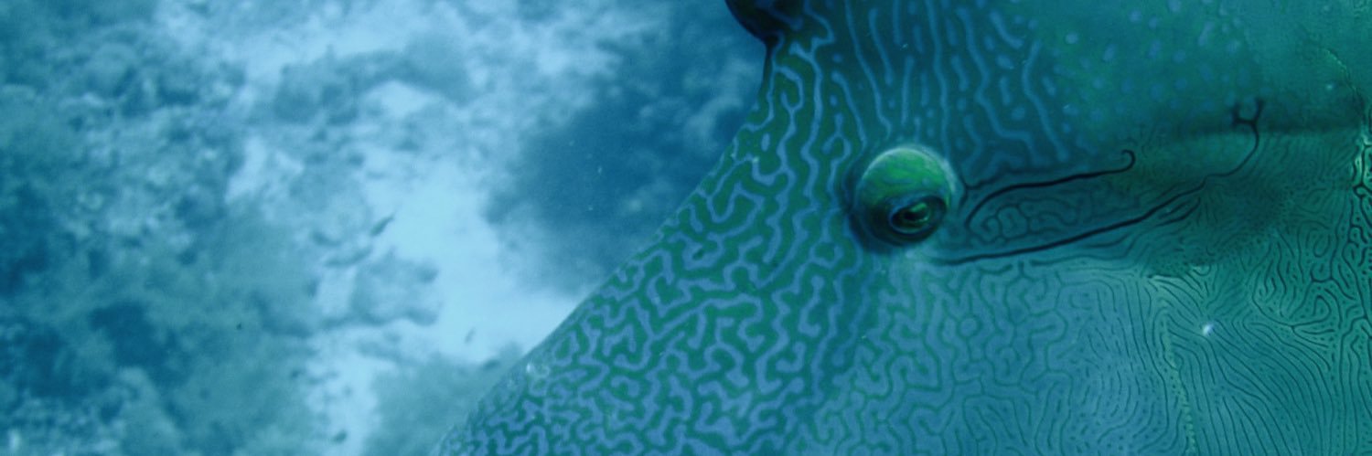 Tim Nattkemper banner