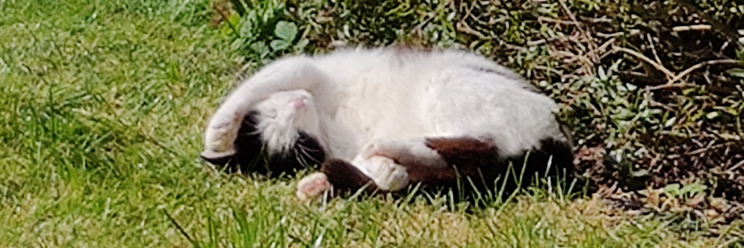 𝗯𝗲𝗻 𝗺𝗲𝗹𝗹𝗼𝗿 𝗶𝘀 𝗮 𝗹𝗲𝗿𝘁 💙 banner