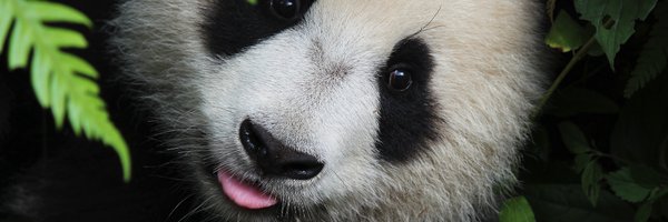 Buggeroff_com Profile Banner