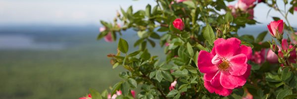 IsabelChace's profile banner image