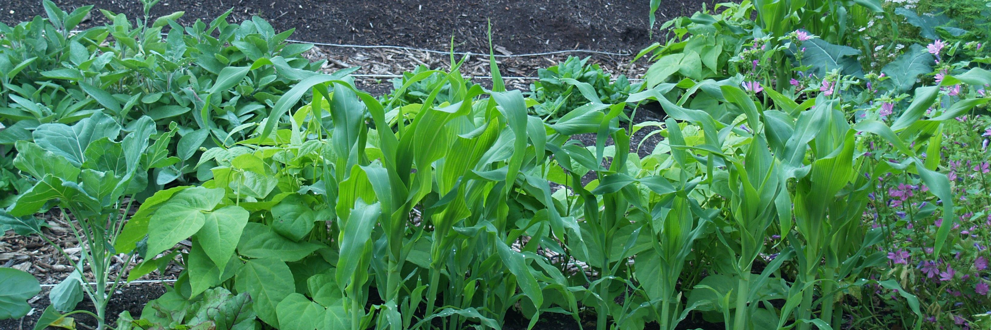 NatuurlijkMoes's profile banner image